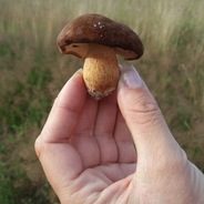 Grzybobranie oraz runo leśne