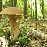 Grzybobranie oraz runo leśne