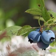 Grzybobranie oraz runo leśne
